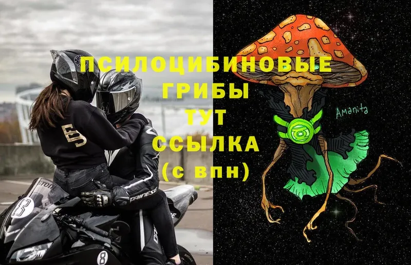 Галлюциногенные грибы Psilocybe  Исилькуль 